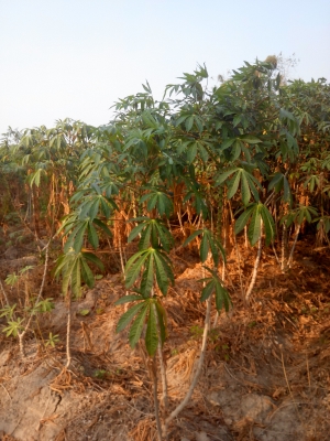 ขอขายมันสำปะหลังพันธ์ระยอง59 ต้นสวยหัวใหญ่น้ำหนักดี ไร่ละ5,000 ขอขายมันสำปะหลังพันธ์ระยอง59 ต้นสวยหัวใหญ่น้ำหนักดี ไร่ละ5,000