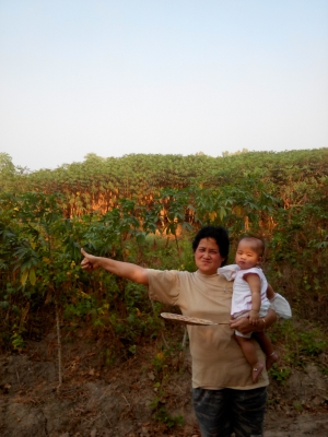 ขอขายมันสำปะหลังพันธ์ระยอง59 ต้นสวยหัวใหญ่น้ำหนักดี ไร่ละ5,000 ขอขายมันสำปะหลังพันธ์ระยอง59 ต้นสวยหัวใหญ่น้ำหนักดี ไร่ละ5,000