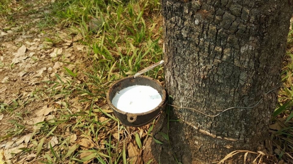 แหล่งรวมรถโฟลค์ลิฟท์งาเทฮิ้งค์ฟอร์คภาคตะวันออกสำหรับตักยางก้อนยางพาราและยางถ้วยส่งฟรีทั่วประเทศ