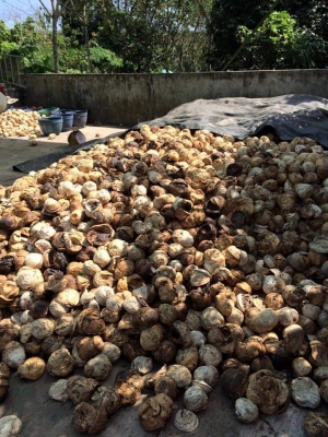 แหล่งรวมรถงาเทฮิ่งค์งากระดกงาเทได้งาอิ้งค์ งาฮิ้งค์ฟอร์คสำหรับตักยางพาราขี้ยางและยางก้อน