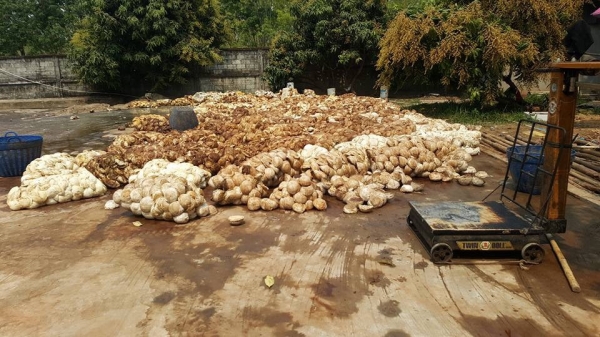 แหล่งรวมรถงาเทฮิ่งค์งากระดกงาเทได้งาอิ้งค์ งาฮิ้งค์ฟอร์คสำหรับตักยางพาราขี้ยางและยางก้อน