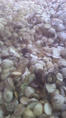 แหล่งรวมรถงาเทฮิ่งค์งากระดกงาเทได้งาอิ้งค์ งาฮิ้งค์ฟอร์คสำหรับตักยางพาราขี้ยางและยางก้อน