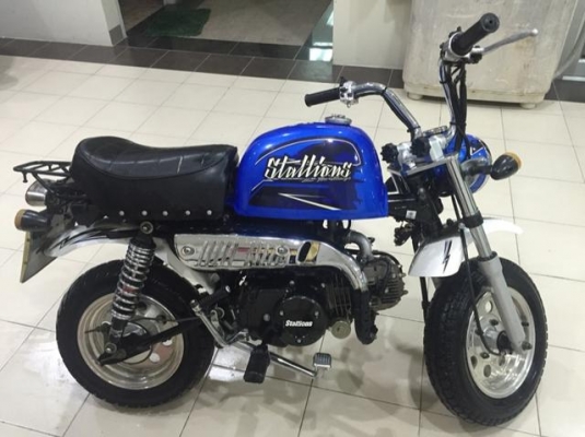 ขายกอลิล่า สตาร์เลี่ยน ขายกอลิล่า สตาร์เลี่ยน