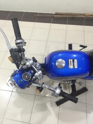 ขายกอลิล่า สตาร์เลี่ยน ขายกอลิล่า สตาร์เลี่ยน