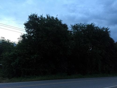 ขายด่วนที่ดิน จังหวัด จันทบุรี เนื้อที่ 10 ไร่