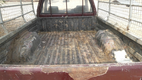 มังกรหัวเดียว ถูกจัด