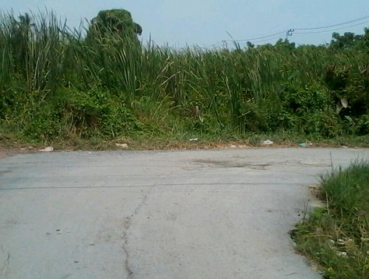 ขายที่ดิน พระราม2 ซอย25   300ตรว