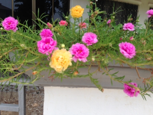 จองแล้วรออนุมัติอยู่ค่ะ ขายบ้านชั้นเดียว57ตรวเมืองเชียงใหม่แม่เหียะคลองชลติดถนน จองแล้วรออนุมัติอยู่ค่ะ ขายบ้านชั้นเดียว57ตรวเมืองเชียงใหม่แม่เหียะคลองชลติดถนน