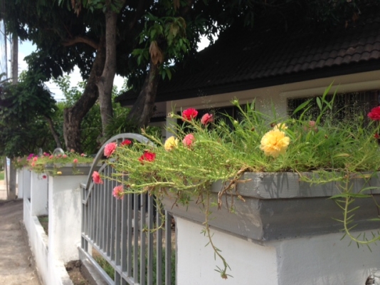 จองแล้วรออนุมัติอยู่ค่ะ ขายบ้านชั้นเดียว57ตรวเมืองเชียงใหม่แม่เหียะคลองชลติดถนน จองแล้วรออนุมัติอยู่ค่ะ ขายบ้านชั้นเดียว57ตรวเมืองเชียงใหม่แม่เหียะคลองชลติดถนน