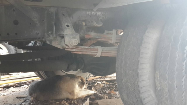 ขาย6ล้ออีซูซุ NPR เครื่อง4BD1ยาว4เมตรกว่าสภาพดียางดีชัชซีสวยมากพร้อมใช้หัวมีผุบ้างเล็กน้อยราคา265000บาท