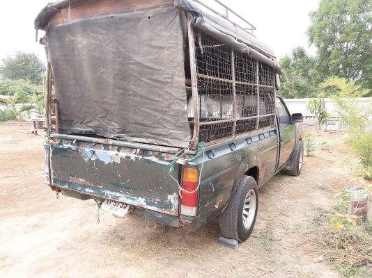 รถนิสสัน ปี 31 เครื่องดี ยางดี สีสวย พร้อมชุดโอน รถนิสสัน ปี 31 เครื่องดี ยางดี สีสวย พร้อมชุดโอน