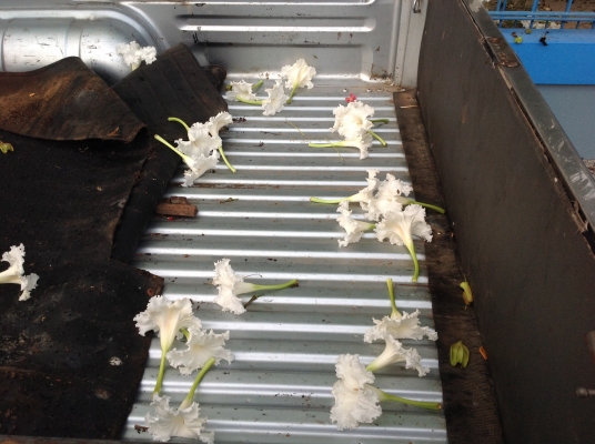 มาสด้าธันเดอร์ เครื่อง 2500 พวงมาลัยเพาเวอร์แท้