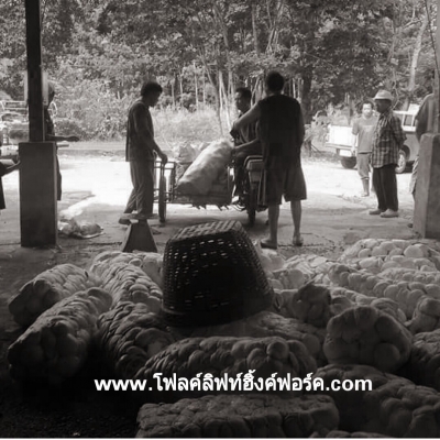 แหล่งรวมรถโฟลค์ลิฟท์งาเทฮิ้งค์ฟอร์คภาคตะวันออกสำหรับตักยางก้อนยางพาราและยางถ้วยขี้ยาง