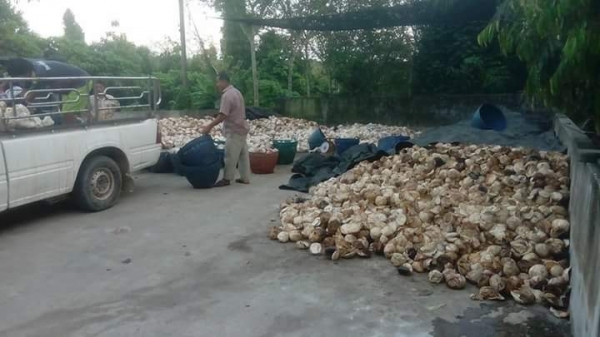 แหล่งรวมรถโฟลค์ลิฟท์งาเทฮิ้งค์ฟอร์คภาคตะวันออกสำหรับตักยางก้อนยางพาราและยางถ้วยขี้ยาง