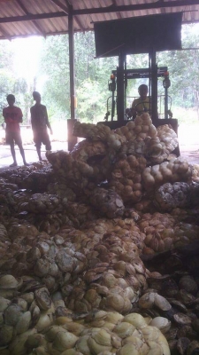 แหล่งรวมรถโฟลค์ลิฟท์งาเทฮิ้งค์ฟอร์คภาคตะวันออกสำหรับตักก้อนยางพารายางถ้วยและขี้ยาง แหล่งรวมรถโฟลค์ลิฟท์งาเทฮิ้งค์ฟอร์คภาคตะวันออกสำหรับตักก้อนยางพารายางถ้วยและขี้ยาง