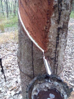 แหล่งรวมรถโฟลค์ลิฟท์งาเทฮิ้งค์ฟอร์คภาคตะวันออกสำหรับตักก้อนยางพารายางถ้วยและขี้ยาง แหล่งรวมรถโฟลค์ลิฟท์งาเทฮิ้งค์ฟอร์คภาคตะวันออกสำหรับตักก้อนยางพารายางถ้วยและขี้ยาง