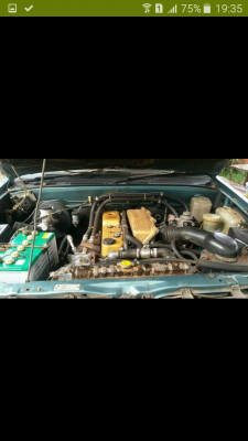 มังกรทองแวน สวยๆและถูกจัด