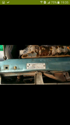 มังกรทองแวน สวยๆและถูกจัด