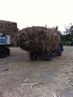 ขาย/นางแต๋นซิ่ง