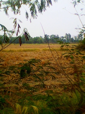 ขายที่ 13 ไร่ ไร่ละ 550000 บาท โทร0906208746