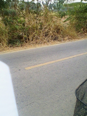 ขายที่ 13 ไร่ ไร่ละ 550000 บาท โทร0906208746