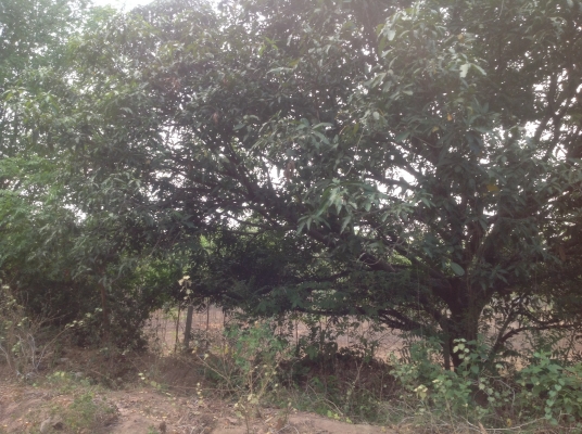 ขายที่ดิน