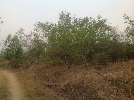 ที่ดินทำเลงาม