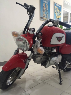 ขายกอลิล่าสีแดง ไม่มีครัช