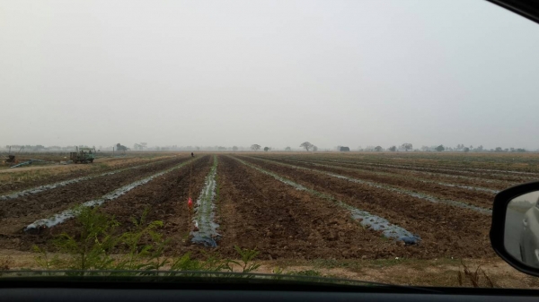 ที่ดิน อ.ศรีประจันต์ จ.สุพรรณบุรี ไร่ละ 300,000 มี 10 ไร่ สวยๆๆ ด่วน