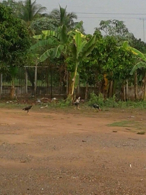 ขายที่ดินรวม 159 ไร่ 2 งาน 55 ตร.ว. พนัสนิคม ชลบุรี