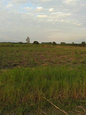 ขายที่ดินรวม 159 ไร่ 2 งาน 55 ตร.ว. พนัสนิคม ชลบุรี