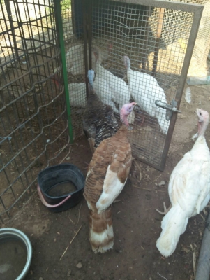 ขายไก่งวง รุ้นๆ พันธ์ สมอลใวท์ ตัวละ 800 บาท