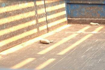 **160,000 บ.ต่อรอง/// แต๋น6ล้อ KUBOTA RT140-Plus 14แรง ช่วงล่างใหญ่ คัสซีหน้า5 คานหน้าhino เฟืองท้าย dyna สโลวกลาง กระบะเหล็กคอกเกษตร 3.20ม. พร้อมบังแดด เล่มฯ ครบ **ขาย แต๋น KUBOTA RT 14แรง 6ล้อบรรทุกการเกษตร ช่วงล่างใหญ่ พร้อมลุย มีเล่มฯ ภาษีไม่ขาด แต๋น6