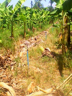 ขายหน่อกล้วยหอมทอง18 บาท  โทร  0906208746โทร0920976322