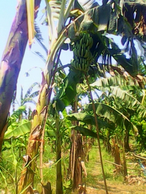 ขายหน่อกล้วยหอมทอง18 บาท  โทร  0906208746โทร0920976322