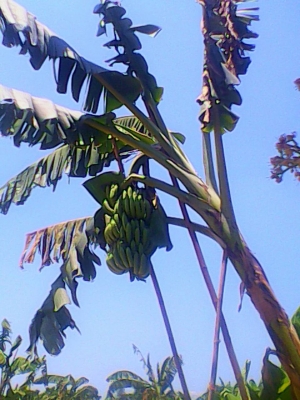 ขายหน่อกล้วยหอมทอง18 บาท  โทร  0906208746โทร0920976322