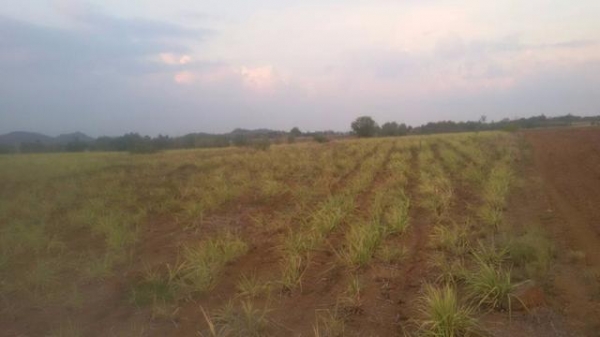 ขายที่ดินสวย 40 ไร่ ติดถนนสาธารณะ ทางเข้าออกสะดวก