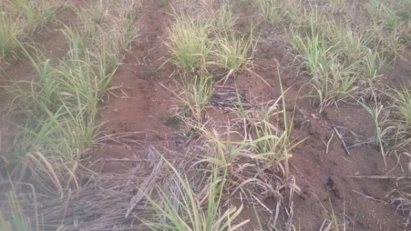 ขายที่ดินสวย 40 ไร่ ติดถนนสาธารณะ ทางเข้าออกสะดวก