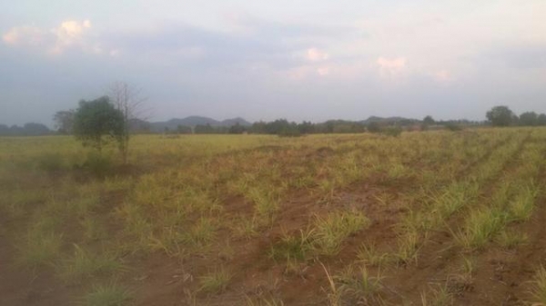 ขายที่ดินสวย 40 ไร่ ติดถนนสาธารณะ ทางเข้าออกสะดวก