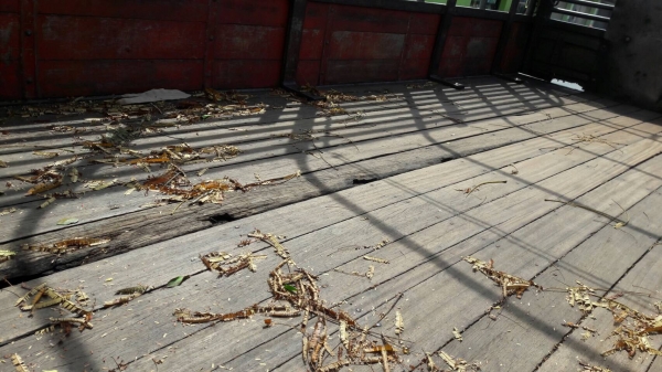 6ล้อกะบะรั้ว115แรง isuzu NKR58LU5M-7107373ปี2538 เครื่อง4BD1...