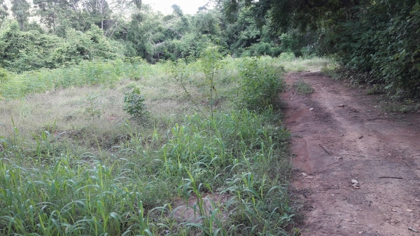 ขายที่ดิน อ.เลาขวัญ จ.กาญจนบุรี ใบ ภบท.5 ขายที่ดิน อ.เลาขวัญ จ.กาญจนบุรี ใบ ภบท.5