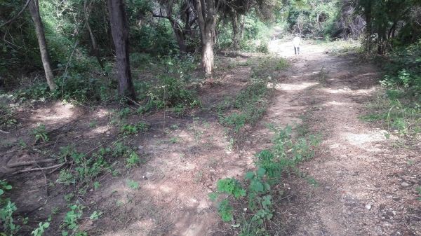 ขายที่ดิน อ.เลาขวัญ จ.กาญจนบุรี ใบ ภบท.5 ขายที่ดิน อ.เลาขวัญ จ.กาญจนบุรี ใบ ภบท.5