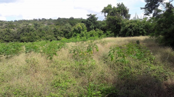 ขายที่ดิน อ.เลาขวัญ จ.กาญจนบุรี ใบ ภบท.5 ขายที่ดิน อ.เลาขวัญ จ.กาญจนบุรี ใบ ภบท.5