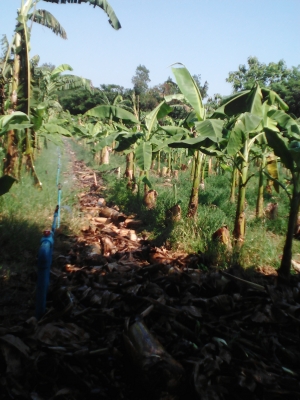 ขายหน่อกล้วยหอมทองราคา 18 บาท  โทร09060-208746