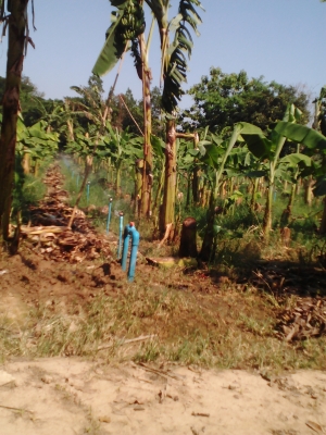 ขายหน่อกล้วยหอมทองราคา 18 บาท  โทร09060-208746