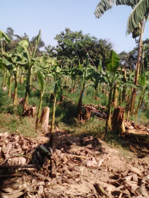 ขายหน่อกล้วยหอมทองราคา 18 บาท  โทร09060-208746