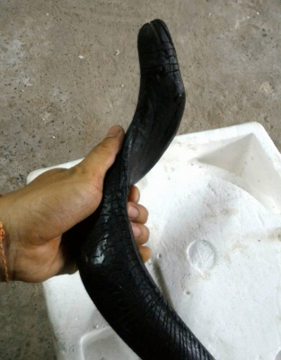 ไม้ครูคฑาพญานิลนาค ดวงตาสองข้างเป็นพลอยดำเสก ไม้พิเศษสลักลายพื้นบ้านทั่วทั้งลำ ใช้ตกแต่งร้านค้า หรือเสริมดวงหนุนดวงผู้ครอบครอง สร้างเพียงชิ้นเดียว