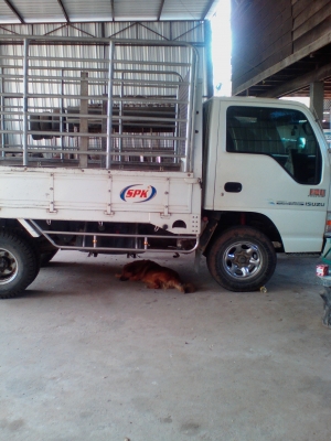 ขายรถ6ล้อเล็กไม่ติดเวลา  0923181684