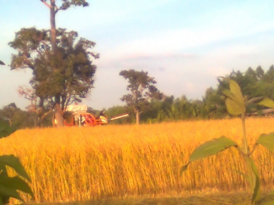 ขายรถเกี่ยวข้าว เกษตรพัฒนา ไอ้หนุ่มไวไฟ รถสวยๆสภาพพร้อมใช้งาน