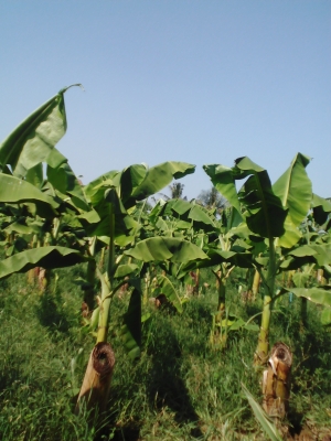 ขายหน่อกล้วยหอมทอง 18 บา่ทมีรถจัดส่งทุกจังหวัด